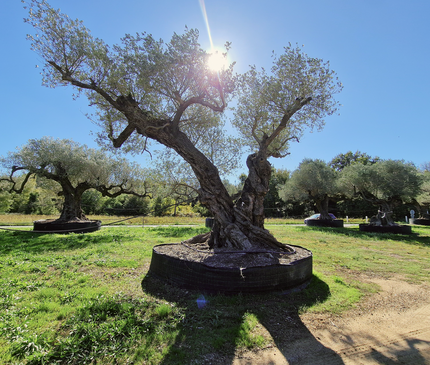 Olivier centenaire 4 mètres (Olea europaea) – Arbre d’exception | Exemplaire unique