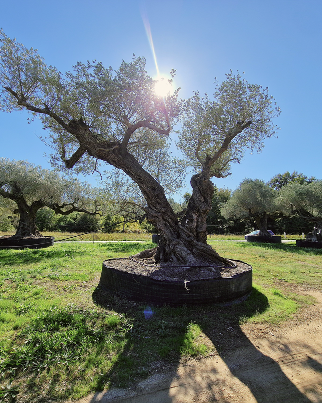 Olivier centenaire 4 mètres (Olea europaea) – Arbre d’exception | Exemplaire unique