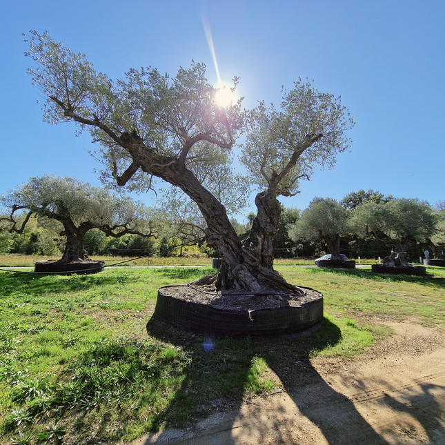Olivier centenaire 4 mètres (Olea europaea) – Arbre d’exception | Exemplaire unique