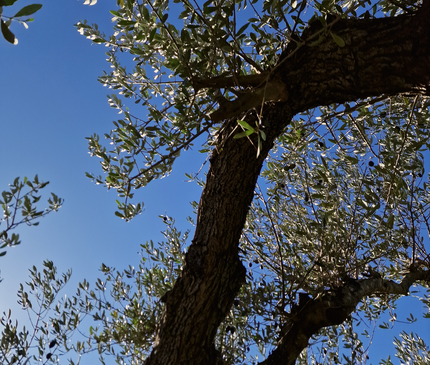 Olivier centenaire (Olea europaea) – 2 mètres