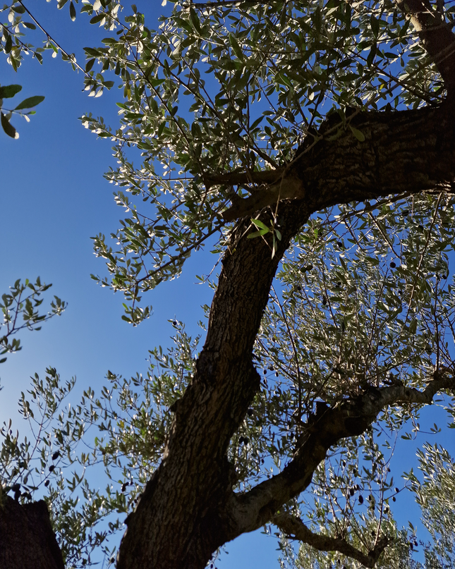 Olivier centenaire (Olea europaea) – 2 mètres