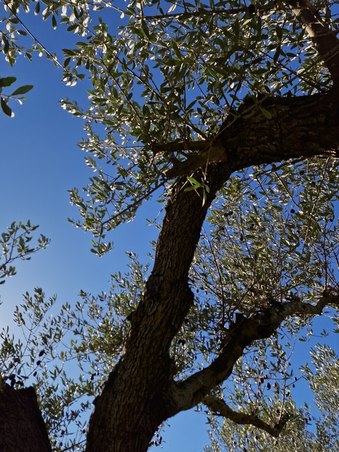 Olivier centenaire (Olea europaea) – 2 mètres