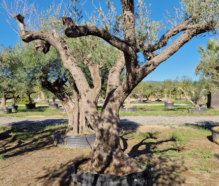 Olivier centenaire (Olea europaea) – 1,70 mètre