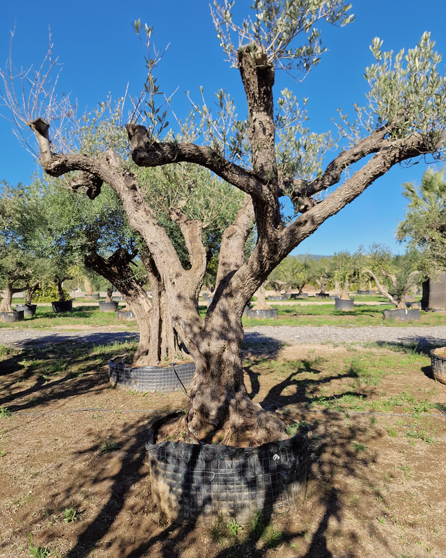 Olivier centenaire (Olea europaea) – 1,70 mètre