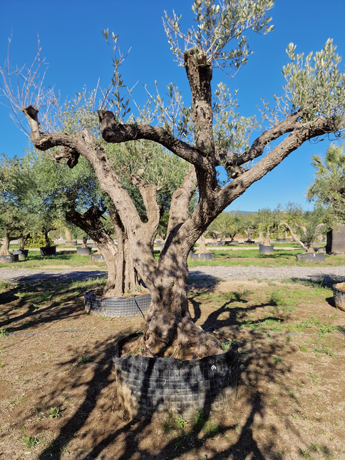Olivier centenaire (Olea europaea) – 1,70 mètre