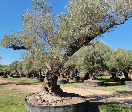 Olivier centenaire 4 mètres (Olea europaea) – Arbre d’exception | Exemplaire unique