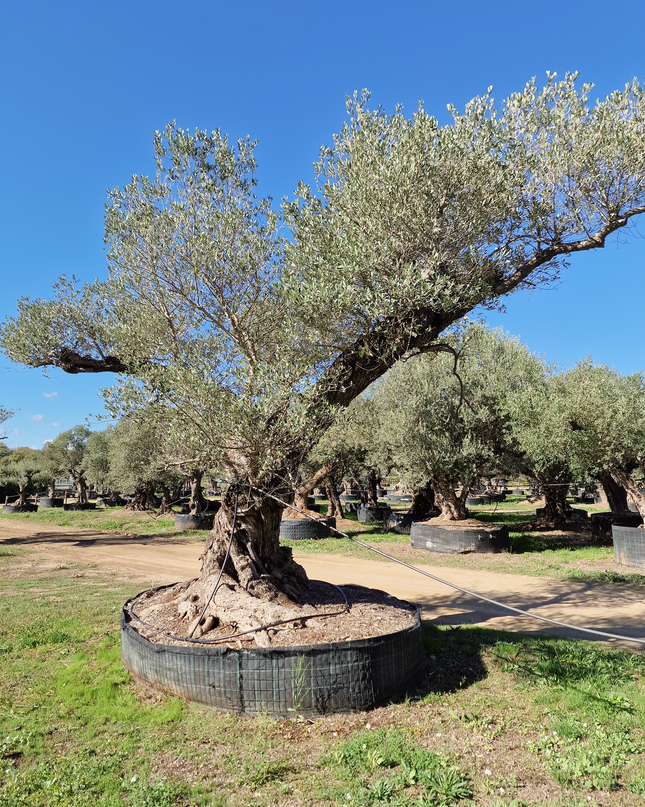 Olivier centenaire 4 mètres (Olea europaea) – Arbre d’exception | Exemplaire unique