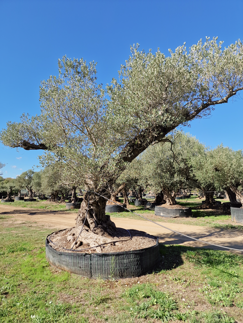 Olivier centenaire 4 mètres (Olea europaea) – Arbre d’exception | Exemplaire unique