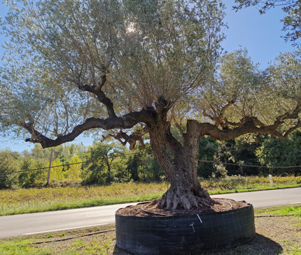 Olivier multi-centenaire (Olea europaea) – Arbre d’exception