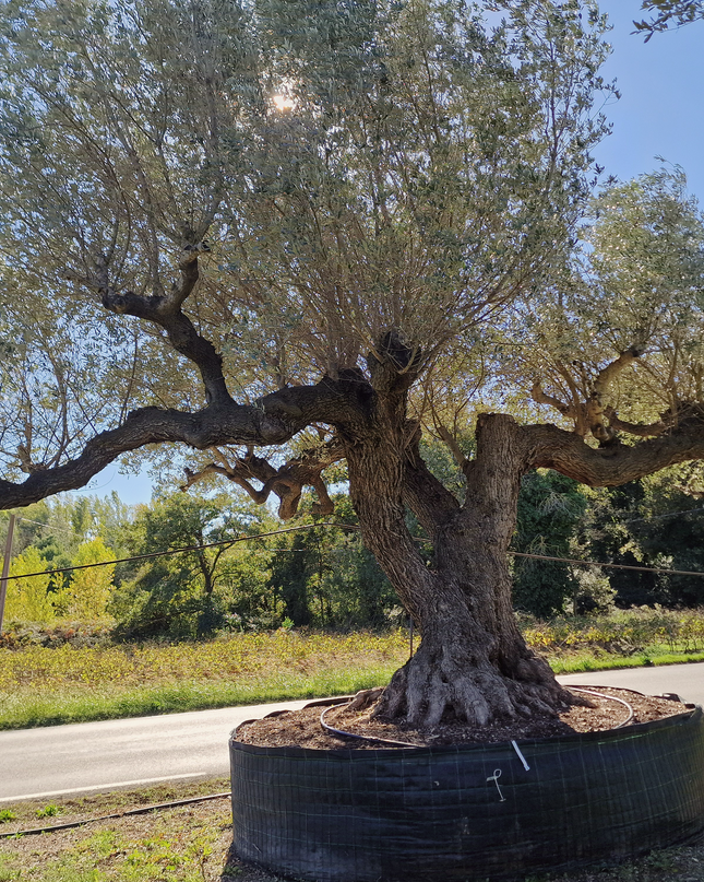 Olivier multi-centenaire (Olea europaea) – Arbre d’exception