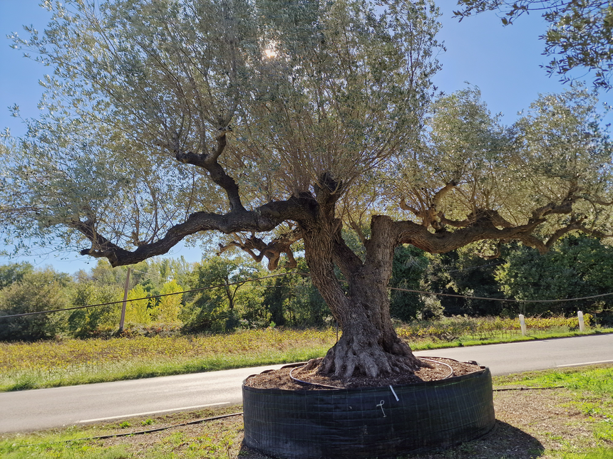 Olivier multi-centenaire (Olea europaea) – Arbre d’exception