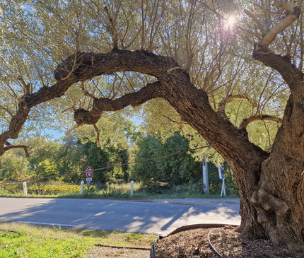 Olivier centenaire (Olea europaea) 4 mètres – Arbre d'exception