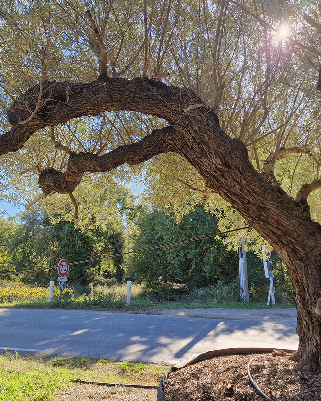 Olivier centenaire (Olea europaea) 4 mètres – Arbre d'exception