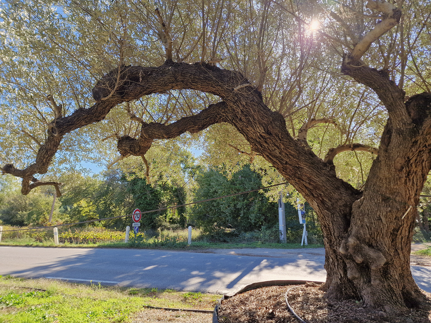 Olivier centenaire (Olea europaea) 4 mètres – Arbre d'exception