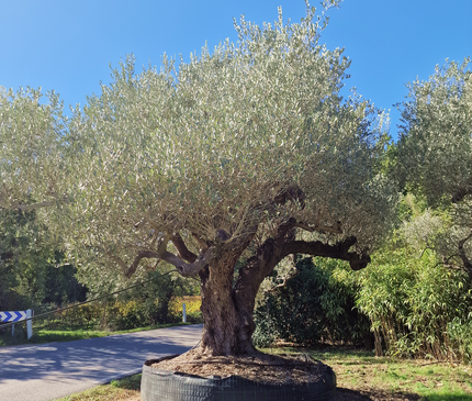 Olivier centenaire (Olea europaea) 4 mètres – Arbre d'exception
