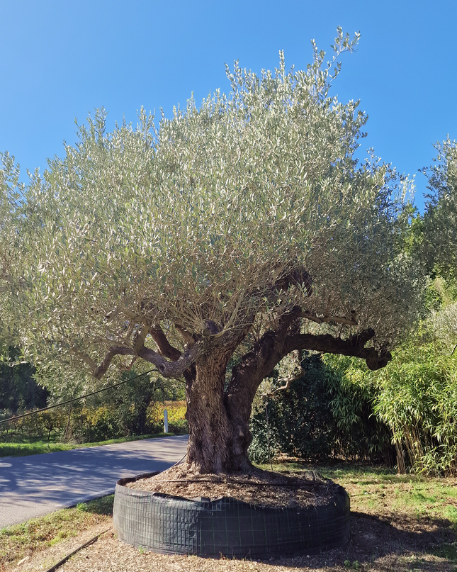 Olivier centenaire (Olea europaea) 4 mètres – Arbre d'exception