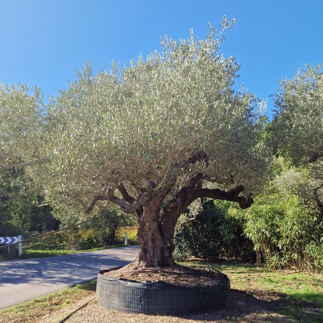 Olivier centenaire (Olea europaea) 4 mètres – Arbre d'exception