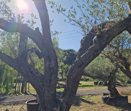 Olivier centenaire (Olea europaea) – 1,70 mètre