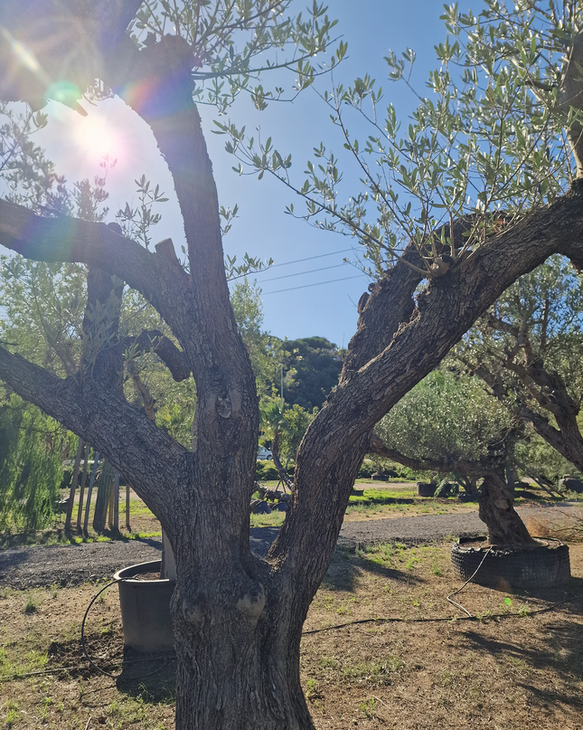 Olivier centenaire (Olea europaea) – 1,70 mètre