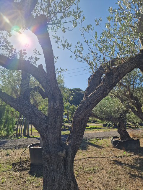 Olivier centenaire (Olea europaea) – 1,70 mètre