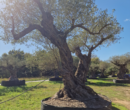 Olivier centenaire 4 mètres (Olea europaea) – Arbre d’exception | Exemplaire unique