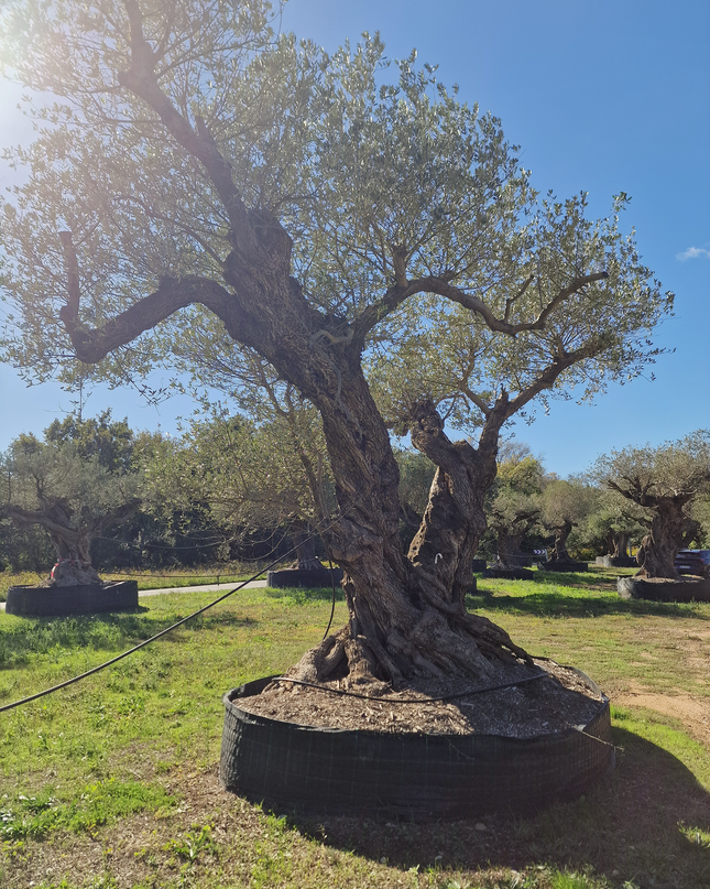 Olivier centenaire 4 mètres (Olea europaea) – Arbre d’exception | Exemplaire unique