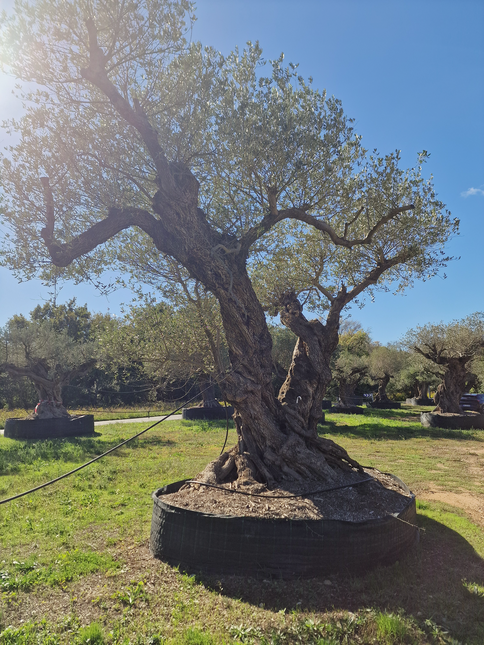 Olivier centenaire 4 mètres (Olea europaea) – Arbre d’exception | Exemplaire unique