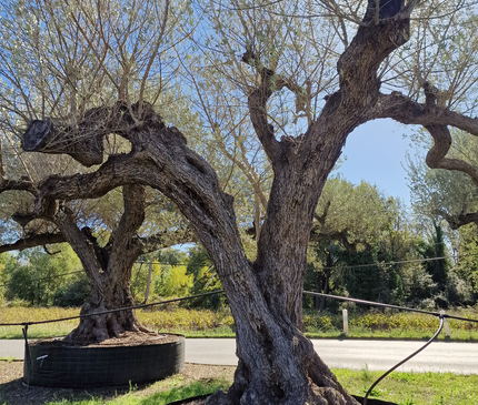 Olivier centenaire (Olea europaea) – Arbre d’ornement d’exception
