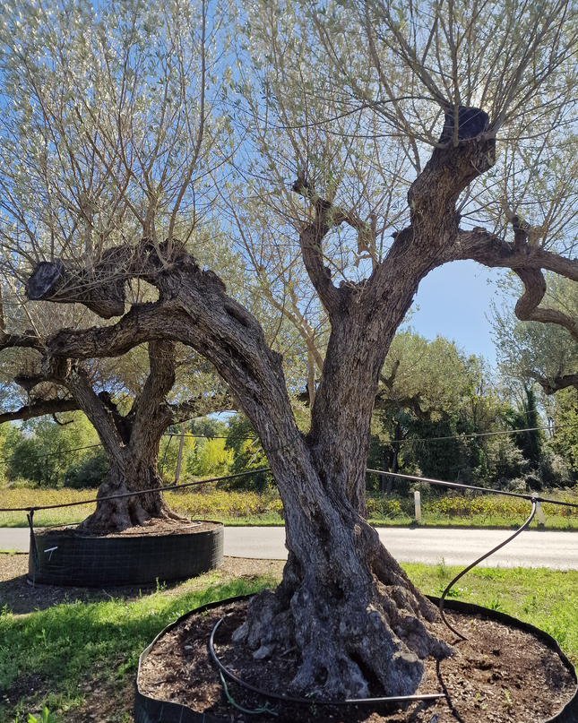 Olivier centenaire (Olea europaea) – Arbre d’ornement d’exception