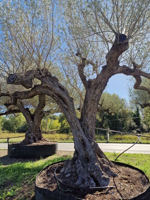 Olivier centenaire (Olea europaea) – Arbre d’ornement d’exception