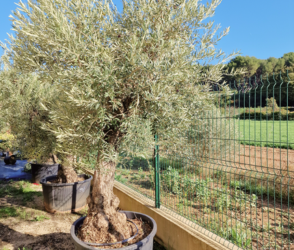 Olivier Gordal – Olea europaea – 240 cm – Tronc 60/70 cm