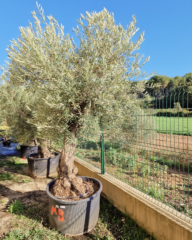 Olivier Gordal – Olea europaea – 240 cm – Tronc 60/70 cm