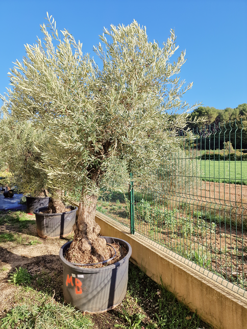 Olivier Gordal – Olea europaea – 240 cm – Tronc 60/70 cm