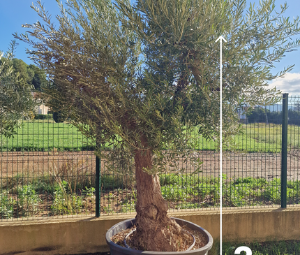 Olivier Gordal – Olea europaea – 240 cm – Tronc 60/70 cm