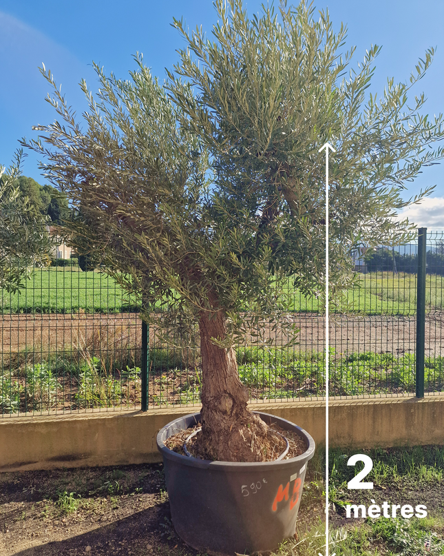 Olivier Gordal – Olea europaea – 240 cm – Tronc 60/70 cm