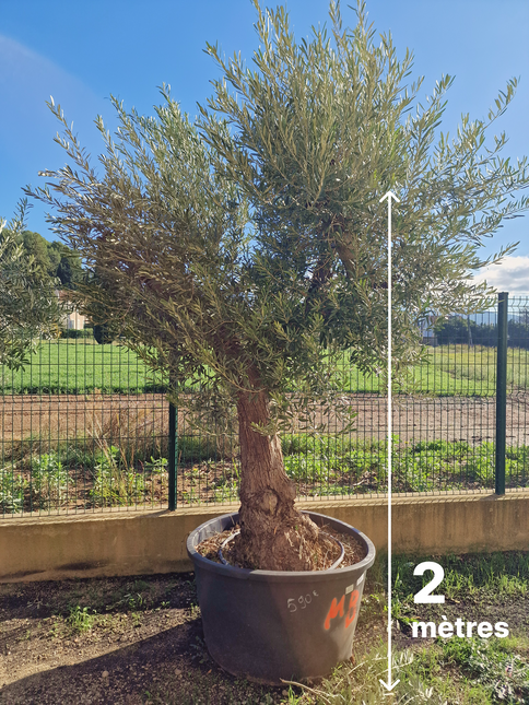 Olivier Gordal – Olea europaea – 240 cm – Tronc 60/70 cm