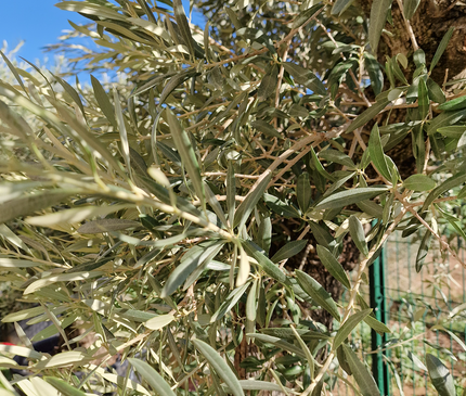 Olivier Gordal – Olea europaea – 240 cm – Tronc 60/70 cm