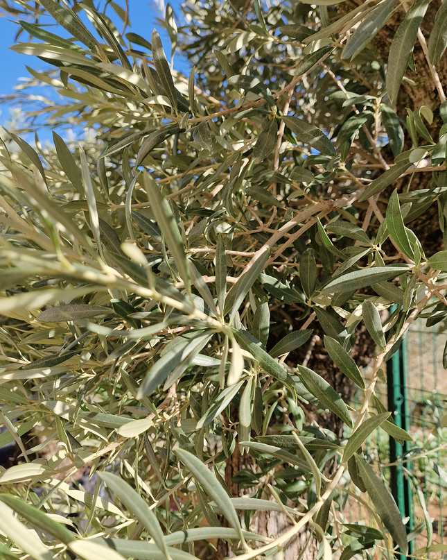 Olivier Gordal – Olea europaea – 240 cm – Tronc 60/70 cm