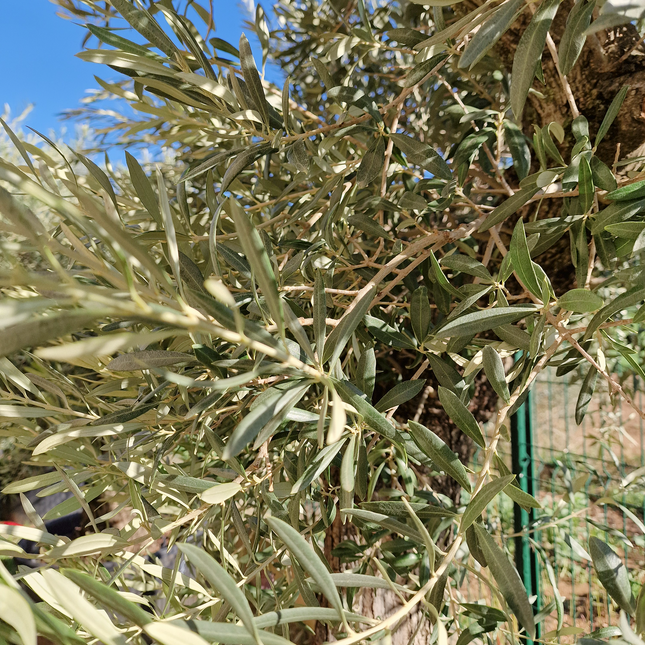 Olivier Gordal – Olea europaea – 240 cm – Tronc 60/70 cm