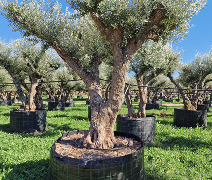 Olivier 50 ans (Olea europaea) – Arbre d’exception pour votre jardin