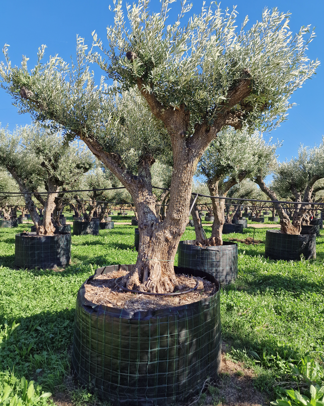 Olivier 50 ans (Olea europaea) – Arbre d’exception pour votre jardin