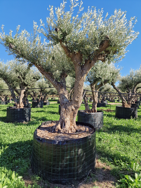 Olivier 50 ans (Olea europaea) – Arbre d’exception pour votre jardin