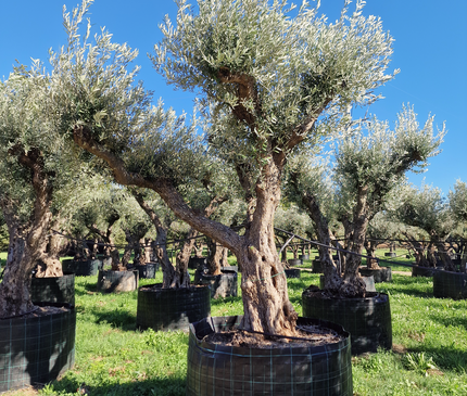 Olivier 50 ans (Olea europaea) – Arbre d’exception pour votre jardin
