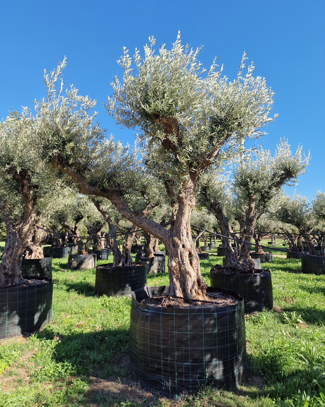 Olivier 50 ans (Olea europaea) – Arbre d’exception pour votre jardin