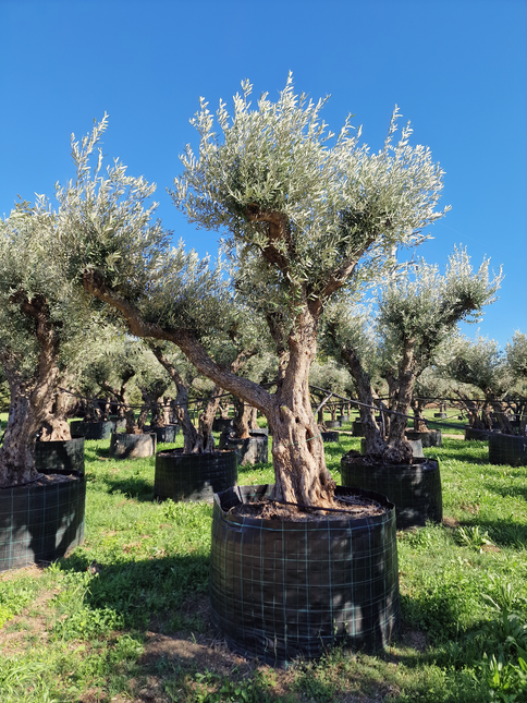 Olivier 50 ans (Olea europaea) – Arbre d’exception pour votre jardin