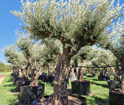 Olivier 50 ans (Olea europaea) – Arbre d’exception pour votre jardin
