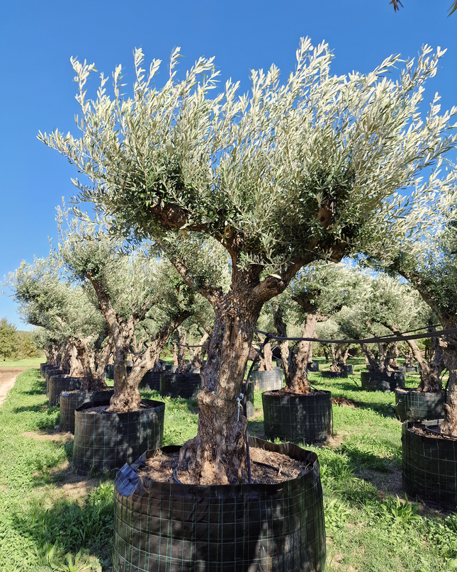 Olivier 50 ans (Olea europaea) – Arbre d’exception pour votre jardin