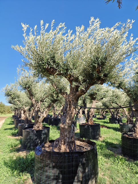 Olivier 50 ans (Olea europaea) – Arbre d’exception pour votre jardin