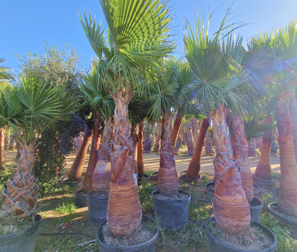Palmier washingtonia robusta nettoyé - Stipe 160 cm
