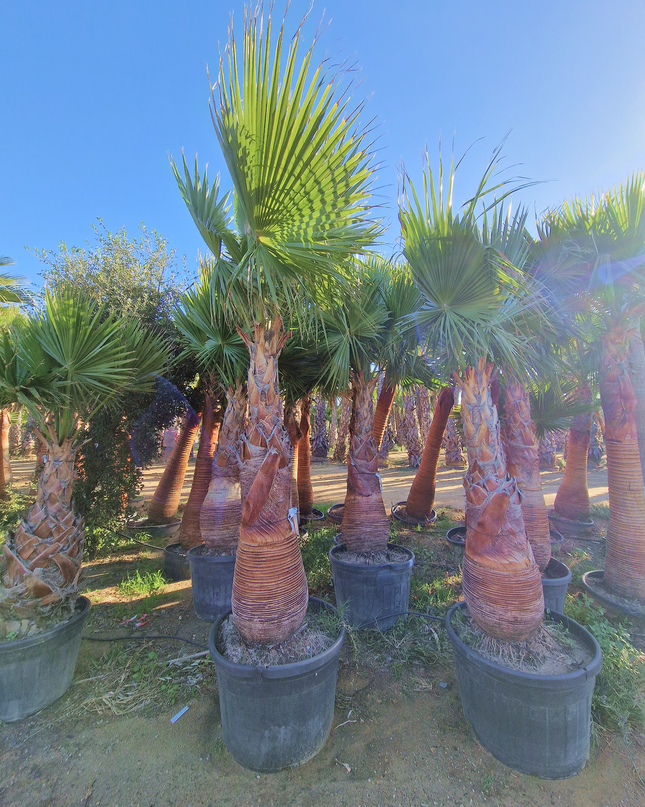 Palmier washingtonia robusta nettoyé - Stipe 160 cm